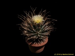 Leuchtenbergia principis 1532